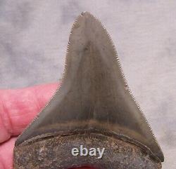 Megalodon Shark Tooth 3 1/2 Teeth Fossil Diver Sharp Serrated Megladon Big Gem