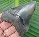 Megalodon Shark Tooth 3 & 1/2 In. Real Fossil Serrated No Restorations