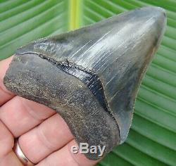 Megalodon Shark Tooth 3 & 1/2 in. REAL FOSSIL SERRATED NO RESTORATIONS