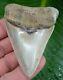 Megalodon Shark Tooth -3 & 1/4 Museum Grade Pathological Real Fossil