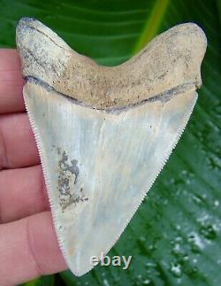 Megalodon Shark Tooth -3 & 1/4 Museum Grade Pathological Real Fossil