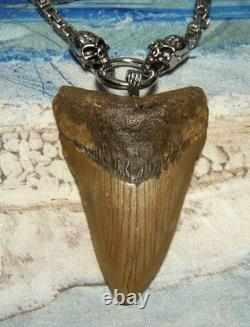 Megalodon Shark Tooth 3 1/4 Real Shark Teeth Necklace Fossil Huge Viking Gem
