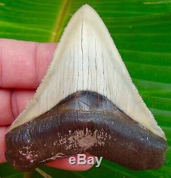 Megalodon Shark Tooth 3 & 1/8 ULTRA RARE FLORIDA NO RESTORATON