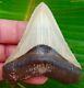 Megalodon Shark Tooth 3 & 1/8 Ultra Rare Florida No Restoraton