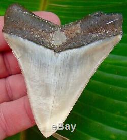 Megalodon Shark Tooth 3 & 1/8 ULTRA RARE FLORIDA NO RESTORATON