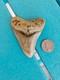 Megalodon Shark Tooth 3.24- Real Fossil No Restorations, Good Serrations