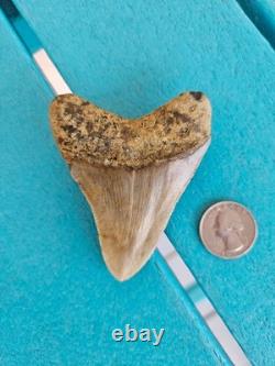 Megalodon Shark Tooth 3.24- Real Fossil No Restorations, Good Serrations
