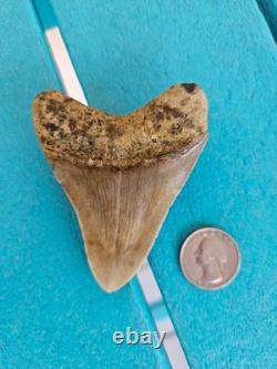 Megalodon Shark Tooth 3.24- Real Fossil No Restorations, Good Serrations