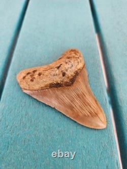 Megalodon Shark Tooth 3.24- Real Fossil No Restorations, Good Serrations