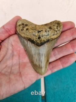 Megalodon Shark Tooth 3.24- Real Fossil No Restorations, Good Serrations