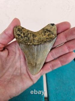 Megalodon Shark Tooth 3.24- Real Fossil No Restorations, Good Serrations