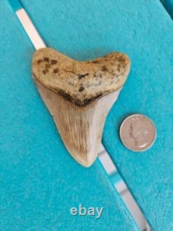 Megalodon Shark Tooth 3.24- Real Fossil No Restorations, Good Serrations