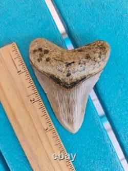 Megalodon Shark Tooth 3.24- Real Fossil No Restorations, Good Serrations