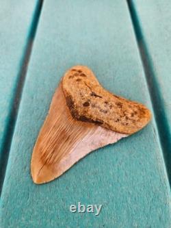 Megalodon Shark Tooth 3.24- Real Fossil No Restorations, Good Serrations