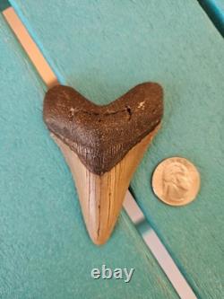 Megalodon Shark Tooth 3.35- Real Fossil No Restorations