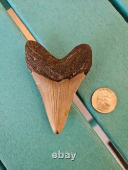 Megalodon Shark Tooth 3.35- Real Fossil No Restorations