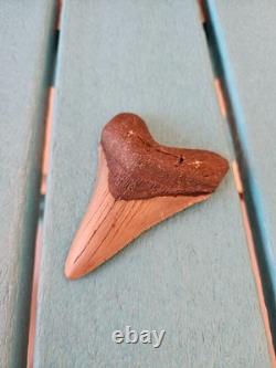 Megalodon Shark Tooth 3.35- Real Fossil No Restorations
