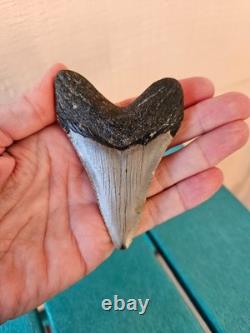 Megalodon Shark Tooth 3.35- Real Fossil No Restorations