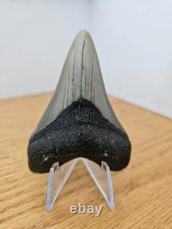 Megalodon Shark Tooth 3.35- Real Fossil No Restorations