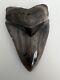 Megalodon Shark Tooth 3.38- Shark Teeth Real Fossil No Repair Megladone
