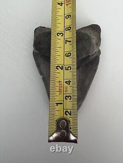 Megalodon Shark Tooth 3.38- Shark Teeth Real Fossil No Repair Megladone