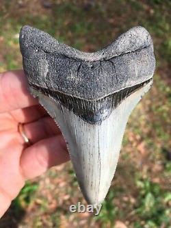 Megalodon Shark Tooth, 3 3/4 Serrated Dagger Lower, Real Megalodon Shark Teeth