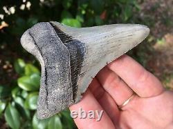 Megalodon Shark Tooth, 3 3/4 Serrated Dagger Lower, Real Megalodon Shark Teeth