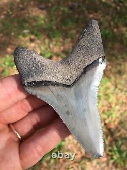 Megalodon Shark Tooth, 3 3/4 Serrated Dagger Lower, Real Megalodon Shark Teeth