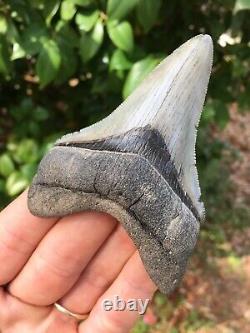 Megalodon Shark Tooth, 3 3/4 Serrated Dagger Lower, Real Megalodon Shark Teeth