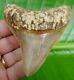 Megalodon Shark Tooth 3 & 3/4 In. Beautiful Serrated Real Fossil Natural