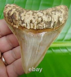 Megalodon Shark Tooth 3 & 3/4 in. BEAUTIFUL SERRATED REAL FOSSIL NATURAL