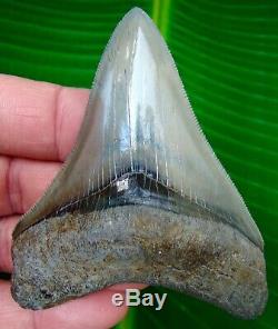 Megalodon Shark Tooth 3 & 3/4 in. PRISTINE QUALITY TOP 1% NO RESTORATIONS