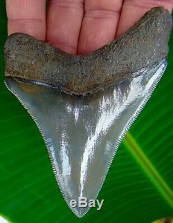 Megalodon Shark Tooth 3 & 3/4 in. PRISTINE QUALITY TOP 1% NO RESTORATIONS