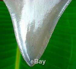 Megalodon Shark Tooth 3 & 3/4 in. PRISTINE QUALITY TOP 1% NO RESTORATIONS
