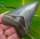 Megalodon Shark Tooth 3 & 3/4 In. Real Fossil Serrated Colorful No Resto