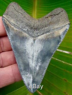 Megalodon Shark Tooth 3 & 3/4 in. REAL FOSSIL SERRATED COLORFUL NO RESTO