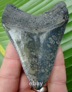 Megalodon Shark Tooth 3 & 3/4 in. REAL FOSSIL SERRATED NO RESTORATIONS