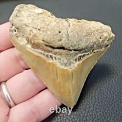 Megalodon Shark Tooth- 3-3.5 High Quality Fossil 002