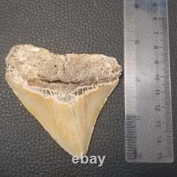Megalodon Shark Tooth- 3-3.5 High Quality Fossil 002