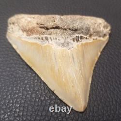 Megalodon Shark Tooth- 3-3.5 High Quality Fossil 002
