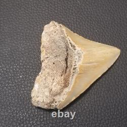 Megalodon Shark Tooth- 3-3.5 High Quality Fossil 002
