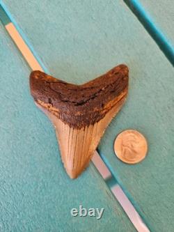 Megalodon Shark Tooth 3.57- Real Fossil No Restorations, Good Serrations
