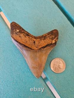 Megalodon Shark Tooth 3.57- Real Fossil No Restorations, Good Serrations