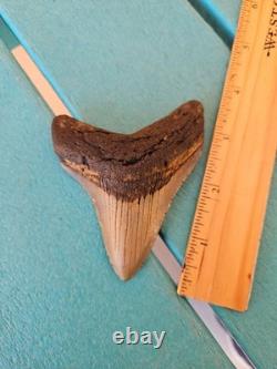 Megalodon Shark Tooth 3.57- Real Fossil No Restorations, Good Serrations