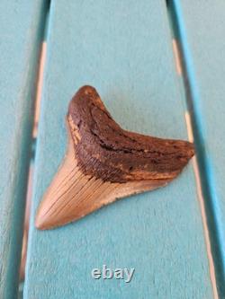 Megalodon Shark Tooth 3.57- Real Fossil No Restorations, Good Serrations