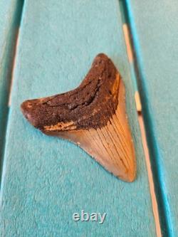 Megalodon Shark Tooth 3.57- Real Fossil No Restorations, Good Serrations