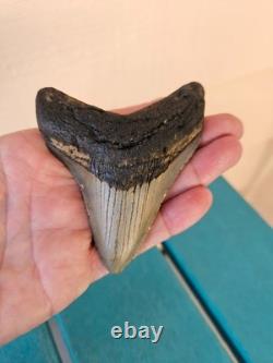 Megalodon Shark Tooth 3.57- Real Fossil No Restorations, Good Serrations