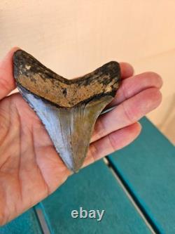 Megalodon Shark Tooth 3.57- Real Fossil No Restorations, Good Serrations