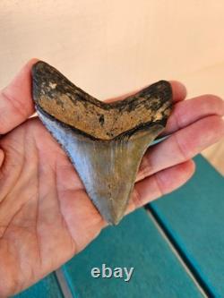 Megalodon Shark Tooth 3.57- Real Fossil No Restorations, Good Serrations