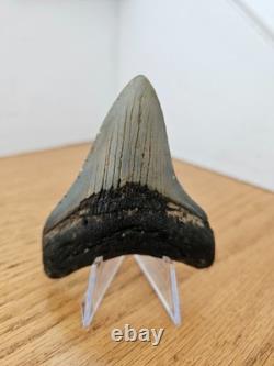 Megalodon Shark Tooth 3.57- Real Fossil No Restorations, Good Serrations